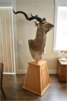 Kudu mount