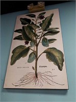 Large picture of plant