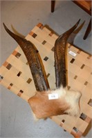 Pair of mountain goat horns