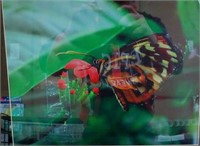Framed Picture Of Monarch Butterfly