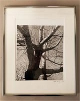 1981 Black & White Photo of a Tree Signed B.Hallen