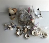 Large Selection of Sea Shells & More