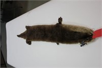 Otter Fur