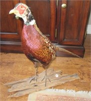 Pheasant taxidermy mount on drift wood. Measures: