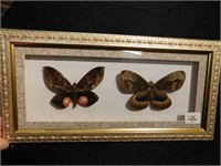 Two Framed Real Butterflies    15" long x 8" wide