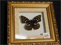 Single framed real butterfly    8" x 8"