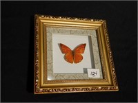 Single framed real butterfly    8" x 8"