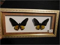 Two Framed Real Butterflies    15" long x 8" wide