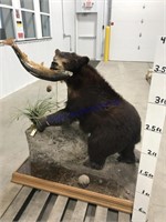 Bear  mount w/fish on stand