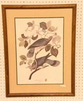 Framed print of Band-tailed pigeon engraving