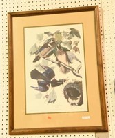 Framed print of Wood Duck engraving by