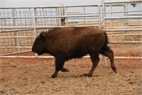Clearwater Ranch Online Only Bison Auction