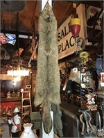 Fully Intact Coyote Skin
