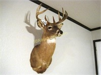 11 POINT WHITE TAIL DEER MOUNT