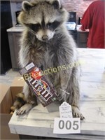 RACOON W/ M&M CANDY BOX TAXIDERMY