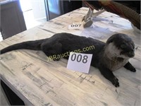 RIVER OTTER TAXIDERMY