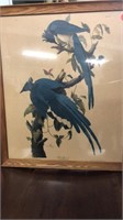 Antique Columbia Jay plate #96 print