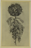 Piet Mondrian: Chrysanthemum