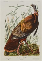 Audubon Wild Turkey ACP Edition