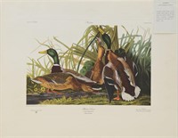 Audubon Mallard Duck ACP Edition
