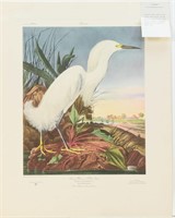 Audubon Snowy Heron ACP Edition