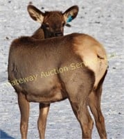 2018 Alberta Elk Ranchers Production Sale
