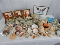 Large Shell Collection