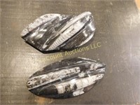 pr polished fossil orthoceras, (2)