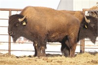 YELLOW 823 - YOUNG GUNS YEARLING BULL