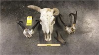 Pair of Antelope Skulls & Steer Skull