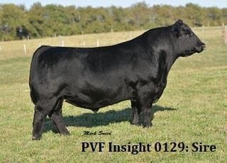 40 Head: Performance Plus Angus Bull Sale