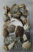 Lot of Rocks & Shells