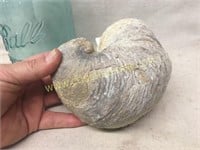 Large Petrified sea creature shell