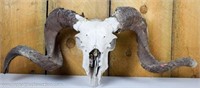 Big Horn Sheep Skull w/ Horns Taxidermy Ram