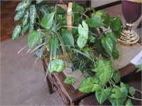 9“ x 12” Basket with Philodendrons