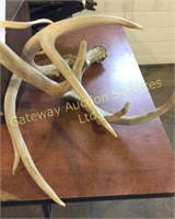 Box of antlers sheds