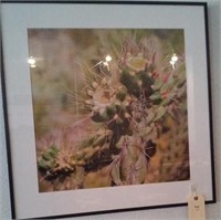 26x26 framed matted art Texas Prickly Pear cactus