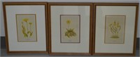 3 pcs  c1894 Chromolithograph Botanical Prints