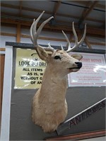 Deer Mount