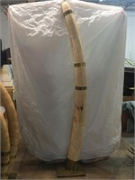 Single Huge Elephant Tusk (TX Res Only)