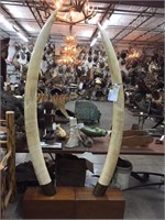 Pair of Ivory Tusk (TX Res Only)
