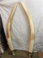 Pr. Ivory Tusk (TX Res Only) 81.5lbs 72"L w/16"