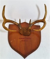 Vintage Deer Horns mounted on Plaque