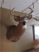 8 pt. Buck Head Mount