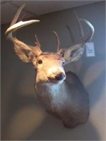 11 pt. Buck Head Mount