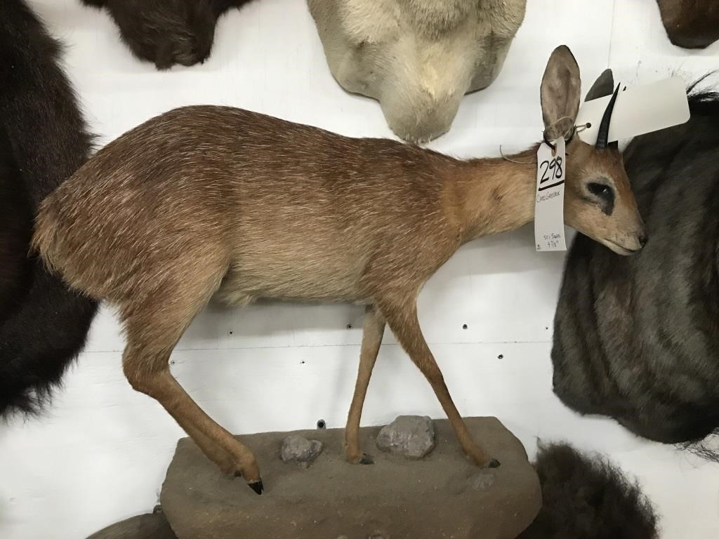 Live Taxidermy Auction