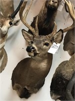 North Eastern Whitetail