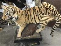 Full Body Tiger (TX Res Only)
