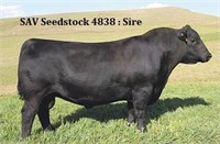 KAF Seedstock 701-003      AAA# 18914083