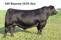 KAF Renown 703-443      AAA# 18836300